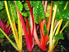 Swiss chard rainbow mix  Vegetable Plug Plants x6 Free Uk Delivery