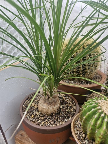 Ponytail palm plant/Beaucarnea