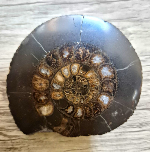 Hand polished ammonite - ammonite, fossil