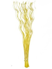 Spiral Corkscrew Curly Willow Twigs Bunch Canary Bright Yellow Ting 120cm Tall