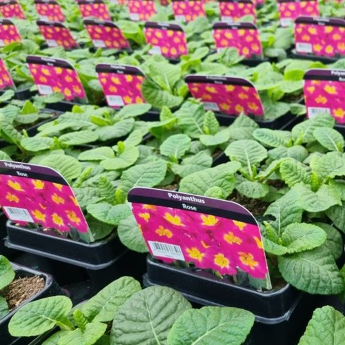 Primrose primula flowering - primrose,