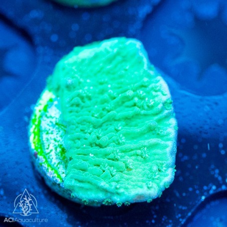 Aci cultured green - aci,