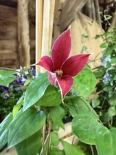 Clematis 'Princess Diana'