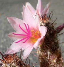 Mammillaria thornberi subsp