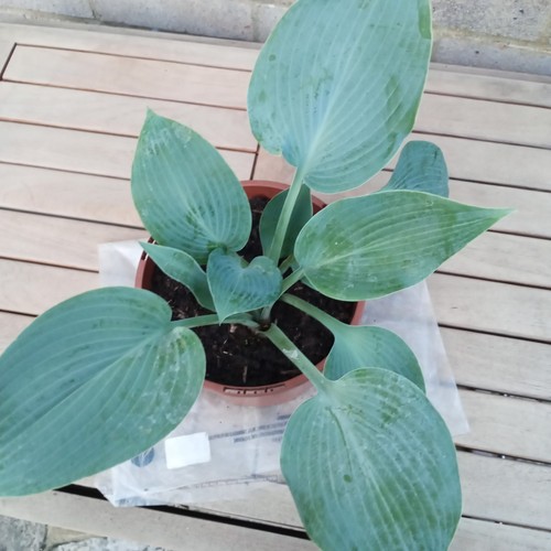 Blue hosta from chelsea gold - from,