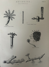 Antique Coral Print c1870s – Anemones Marine Life – Actinozoa Engraving