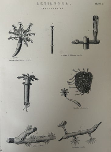 Antique print actinozoa c1870s - antique,