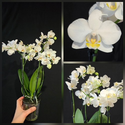 Phalaenopsis white flower - white.,