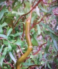 Twisted Corkscrew Willow Fresh