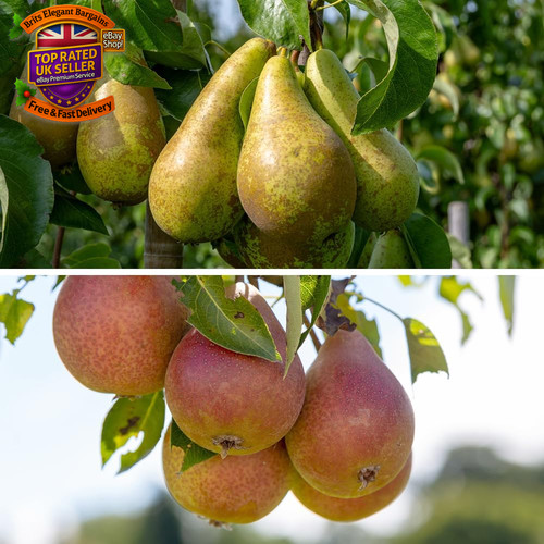 Pear patio duo fruit tree - fruit,