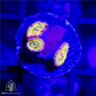 Pink rim hyper beam - pink, zoanthid