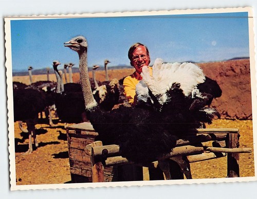 Postcard valuable plumes - postcard,