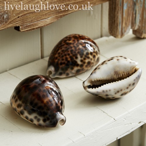 Set tiger cowrie - of,