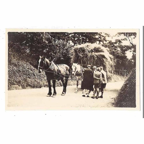 Horse drawn hay cart - horse,
