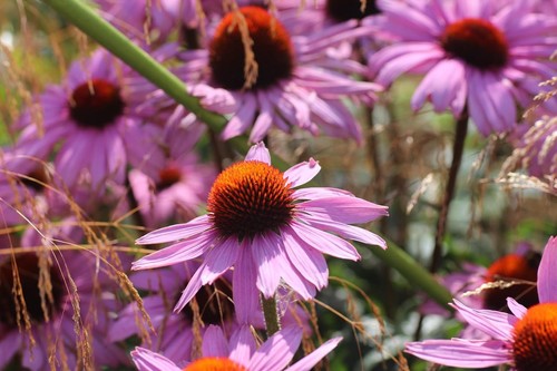 Echinacea perennial coneflower - echinacea,