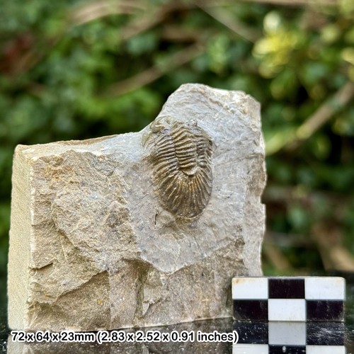 Scutellum grade fossil - scutellum, a