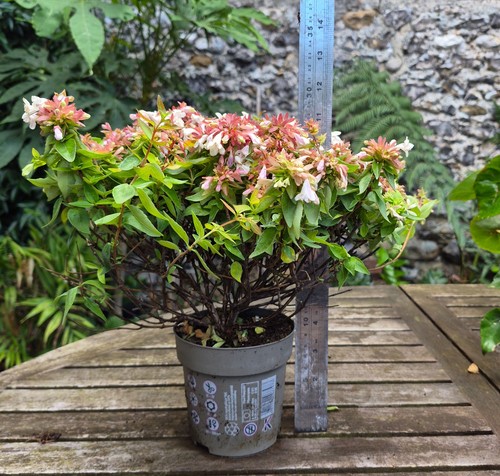 Abelia grandiflora glossy - grandiflora,
