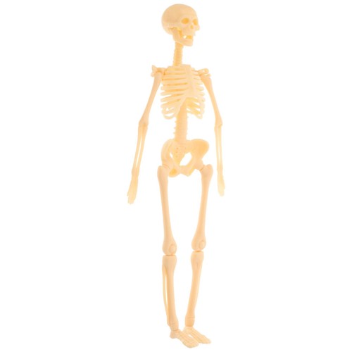 Human skeleton model - skeleton,