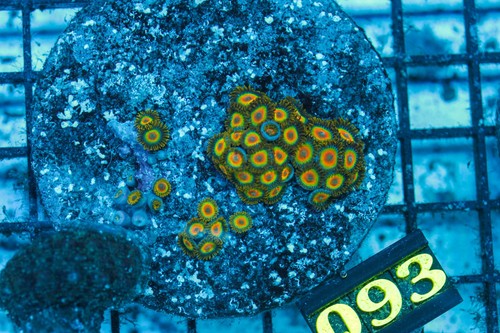 Wysiwyg live coral corals - wysiwyg,