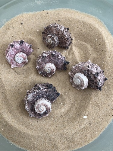 Delphinium spiral sea - 5,