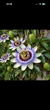 Large Passionflower Climbing