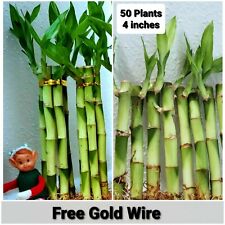 Lucky Bamboo 50 Plants - 4