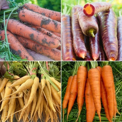 Carrot seeds huge selection - carrot,