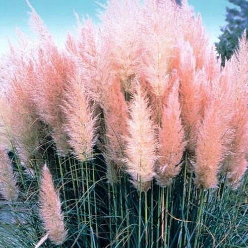 Pink rosea cortaderia - 1,