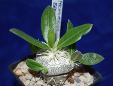 Uniqe Pachypodium brevicaule