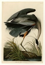 Great blue heron john j - blue, heron,