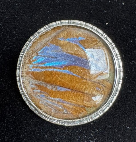 Art deco morpho butterfly - butterfly, wing