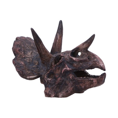 Triceratops dinosaur skull - triceratops,