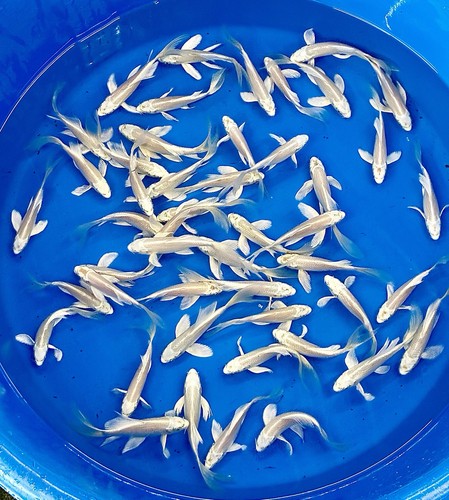 Premium quality 7 - quality, 6"