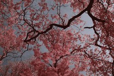 Infrared Modified Canon 30D