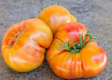 15 Hawaiian Pineapple Tomato