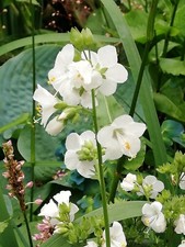 Polemonium Alba - White Jacobs Ladder X 200 Seeds Cottage Garden Perennial