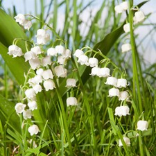 Perennial plants lily - plants,, the