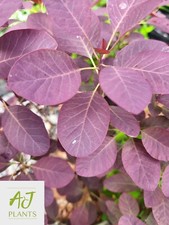 Cotinus coggygria Royal Purple - Smoke Bush - 40-50cm - 3 Litre Pot - Plant