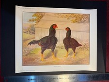 Original Feathered World Supplement featuring Indian Game Fowl  