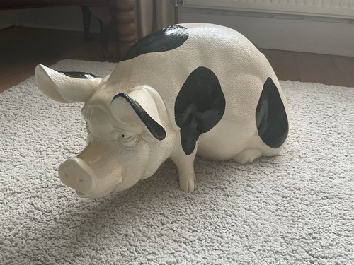 Pot belly pig - belly,