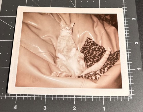 1970s sexy funny cat beanbag - sexy,