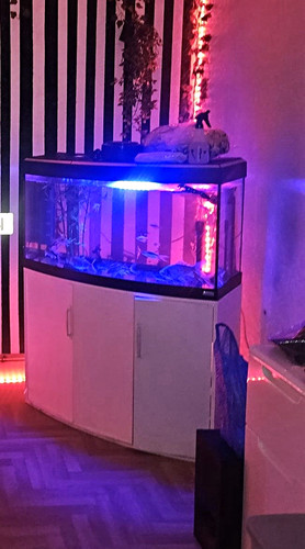 Fish tank cabinet - fish,
