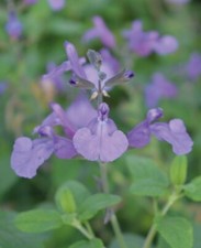 6  Salvia  Cool Violet   Hardy Sage  Perennial  Alpine  Plug plants