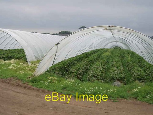 Photo 6x4 strawberry plants - photo,