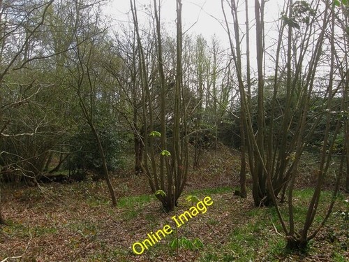 Photo 6x4 upper jackmans - jackmans, east