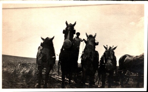 Vtg photo horse drawn farming - vtg,