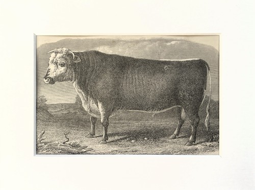 Hereford bull cow - -, antique