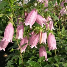 Campanula Pink Chimes Plant