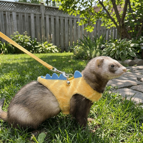 With bell ferret - with, harness