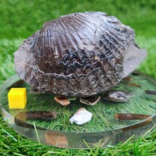 Double sided shell fossil